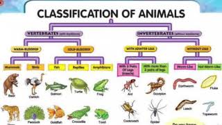 Classification of animals for kids