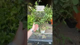 Жимолость канадских сортов #мозырь #сад #питомникрастений #дача #огород #garden