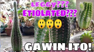 Etiolated/leggy cactus | Gawin ito!