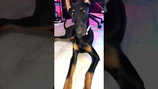 Doberman vs Tiktok Efekti #shorts