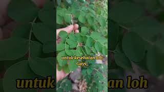 Khasiat & Manfaat Daun Kelor || #natural #desa #indonesia #kebunku #sehat #animation