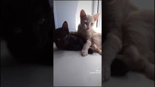 Смешные котята.Funny kittens#shorts