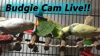 Budgie Cam Live!