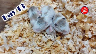 Roborovski Dwarf Hamster Baby Growing Up | Hamster Survival 🐹38