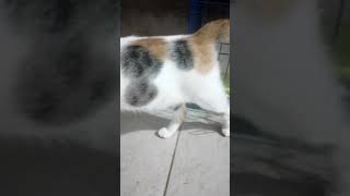 Pergerakan Kucing paling imut