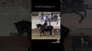 Grand Prix gelding 11 yo #horse #equestrian #equine #riding #pferde #лошади  #продажалошадей