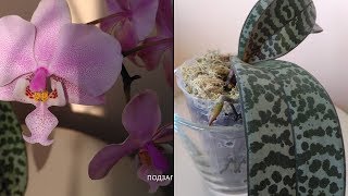 Орхидея Schilleriana 'Pink Butterfly"\Два месяца после СРОЧНОЙ ПЕРЕСАДКИ