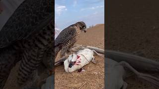 Bird Falcon attack on duck and Eat duck #birds #falcon #shorts #ytshorts #viral