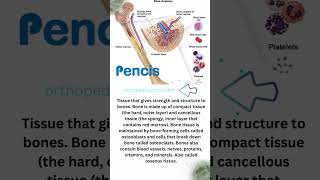 Tissue that gives strength and structure to bones.