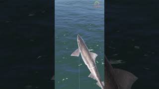 Wow fishing #fishing #seafishing #youtubeshort #shortvideos