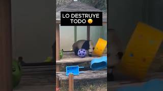 Panda se vuelve loco