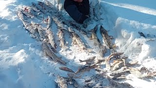 Рыбалка на Русском Севере. Ловля щуки на жерлицы и окуня на балансиры.