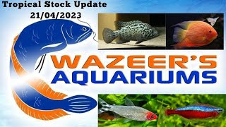 Tropical Stock Update 22/04/2023