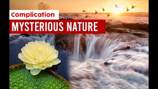 Mysterious Nature Creations | Documentary Complication