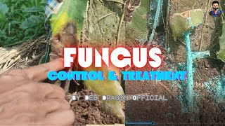 How To Treat Dragon Fruit Fungal Disease || Fungus In Dragon Fruit Farming || फंगस का उपचार- By DGF