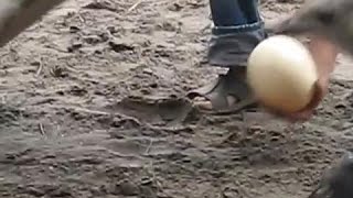 Ostrich Laying Egg