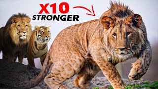 The Amazing Biology of: The Liger