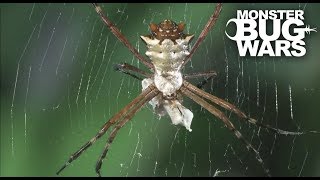 Assassin Bug Collection | MONSTER BUG WARS