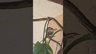 Sparrow nest at home#shorts #ytshorts @arunscreation