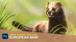 Drawing European Mink | Digital Painting Timelapse