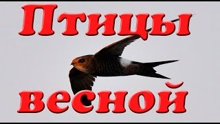 Птицы весной. Презентация для детей. Окружающий мир.