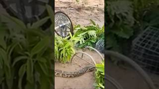 Primitive technology - Easy Snake Trap Using Plant Catch Big Snake in Hole #snaketrap