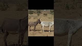 Brown & white donkey #ytshortsvideo #animals #donkey #funnyanimal #donkeyvillage #funnydonkey