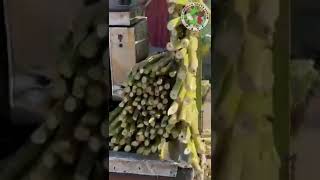 Sugarcane Juice | Afghan Street Food