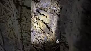 Rattlesnake Found Under A Rock!