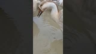 A very large native swan 🦢🥰💓 #birds #lovebirds #animals #lovebirdsofig #lovesigns