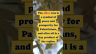 Olive Tree of Peace 🌿🇵🇸 | A Palestinian Symbol | #shorts