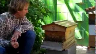 The Basics of A Beehive by Savannah Bee Company on Taigan