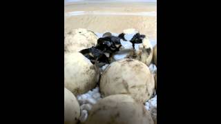 Turtles hatching