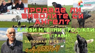 Отново при биволите на Ангел.Продаде ли животни, както ми беше казал.Има ли още сирене и кашкавал ?