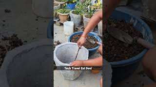 hebiscus plant repoting। plant care tips | hebiscus plant care | soil mixture for plants