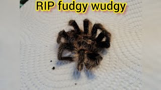 Our tarantula passed away 😢