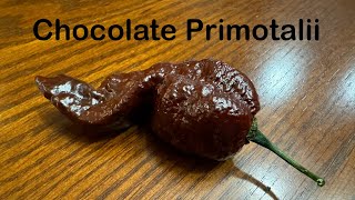 Chocolate Primotalii Review.