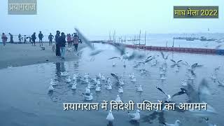 Prayagraj magh mela 2022 ki taiyari || ALLAHABAD KUMBH MELA 2022 KI TAIYARI || प्रयागराज(इलाहाबाद)