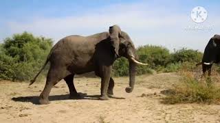 Elephant vs Elephant fight #shorts#wildanimal