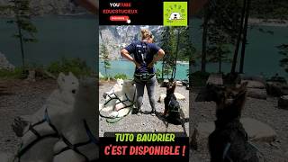 💡🐕🏃🏼‍♀️Tuto Baudrier Dispo ! #canicross #canirando #skijoring #éducationcanine #inlandsis #monchien