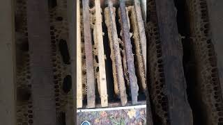 What Happen with Bees/Bee Colony Without Honey Bees #shorts #honeybee