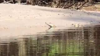 Large Caiman filmed near Tahuayo Lodge