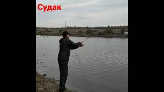 поклёвка судака 👍👍👍