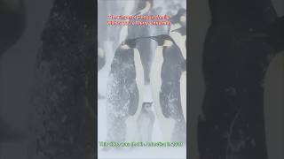 The Emperor Penguin family from Antarctica wishes you a Merry Christmas