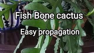 Easy propagation of Fish Bone cactus.