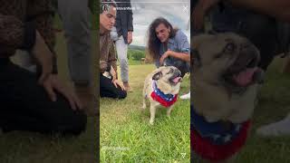 Greta Van Fleet playing with a pug! (Doug the pug)