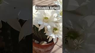 Эхинопсис Эйриези #cactus #кактус #суккулент