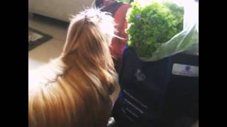 Vegetarian dog - dog eating lettuce