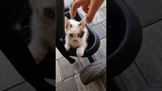 Kitten #kitten #zoo #cat #kittens #animals #animallover #animal #shorts #short #shortvideo #2023