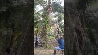 cara pruning sawit pelepah kering